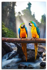 Obraz na plátne - Modro žlté Macaw - obdĺžnik 7232A (75x50 cm)