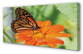 Obraz na plátne Kvet farebný motýľ 125x50 cm
