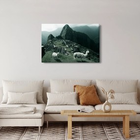 Obraz - Lamy na Machu Picchu v Peru (90x60 cm)