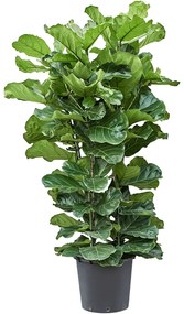Ficus lyrata tuft 45x180 cm