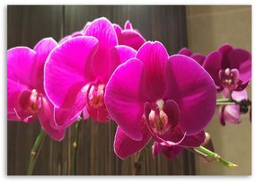Obraz na plátně Zenová orchidej Růžový květ - 100x70 cm
