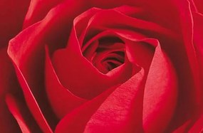 Fototapety Limportant ciest la Rose, rozmer 175 x 115 cm - POSLEDNÉ KUSY