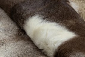 Koberec RENIFER POK019 hnedý