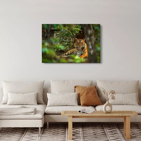 Obraz odpočívajúceho tigra (90x60 cm)
