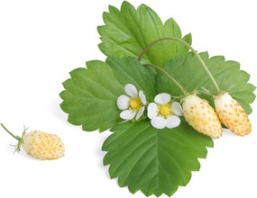 Kapsule so semienkami Lingot ovocné kríky biele lesné jahody