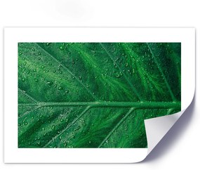 Gario Plagát Mokrý list v detailnom zábere Farba rámu: Bez rámu, Veľkosť: 30 x 20 cm