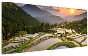 Obraz - Ryžové terasy (120x50 cm)