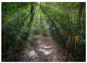 Sklenený obraz - Slnečné lúče v džungli (70x50 cm)