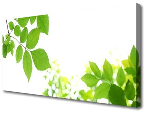 Obraz Canvas Plátky rastlina príroda 120x60 cm