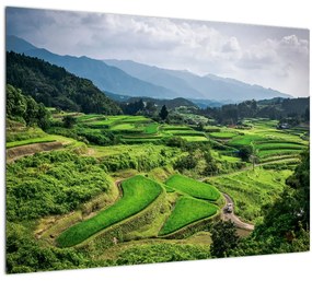 Sklenený obraz ryžových polí (70x50 cm)