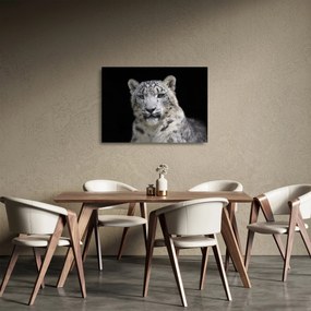 Sklenený obraz - Leopard snežný (70x50 cm)