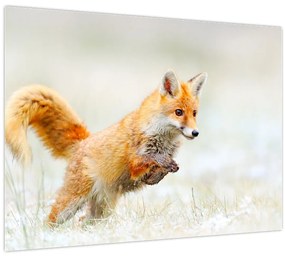 Obraz - Skákajúca líška (70x50 cm)