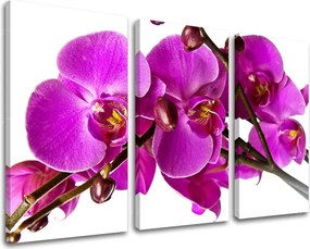 Obraz na stenu 3 dielny KVETY KV053E30 - 120x80 cm