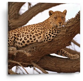 Sablio Obraz Leopard 2 - 50x50 cm