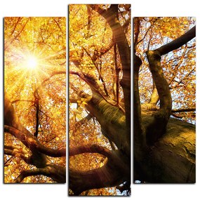 Obraz na plátne - Slnko cez vetvi stromu - štvorec 3240C (105x105 cm)