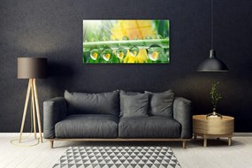 Obraz plexi Stonka kvapky rosa rastlina 100x50 cm
