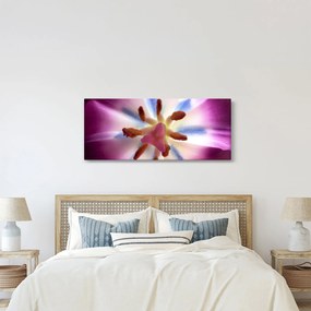 Obraz - Kvet tulipánu v detailu (120x50 cm)