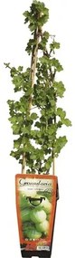 Egreš biely 'Hinnonmaeki Green' 30-40 cm v kvetináči