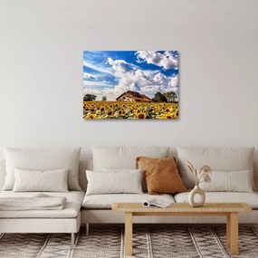 Obraz slnečnicového poľa (70x50 cm)