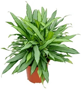 Aglaonema white lance 24x55 cm