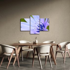 Obraz - kvet (90x60 cm)