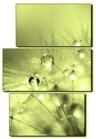 Obraz na plátne - Dandelion z kvapkami rosy - obdĺžnik 7262ZC (120x80 cm)