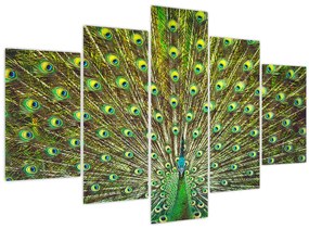 Obraz - Páv (150x105 cm)