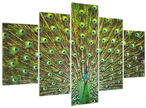 Obraz - Páv (150x105 cm)