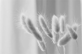 Obraz - Bunny tail grass (90x60 cm)