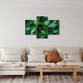 Obraz - Zelené listy (90x60 cm)