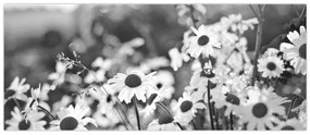 Obraz - Kopretiny (120x50 cm)