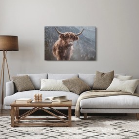 Obraz - Highlander krava (90x60 cm)