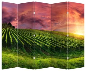 Paraván - Vinohrad s farebným nebom (210x170 cm)