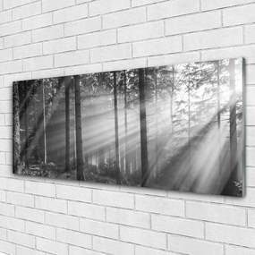 Obraz plexi Les príroda lúče slnka 125x50 cm