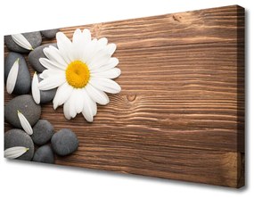Obraz Canvas Sedmokráska kamene rastlina 125x50 cm