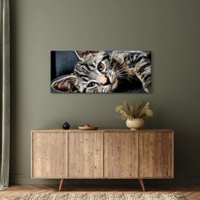 Obraz - Mačiatko (120x50 cm)