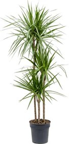 Dracaena marginata 24x120 cm