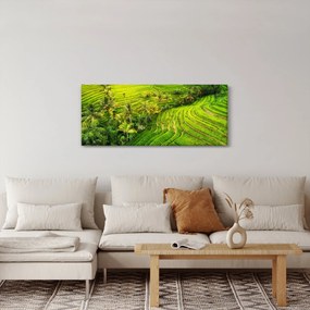 Obraz - Ryžové terasy (120x50 cm)