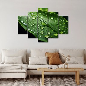Obraz - List po daždi (150x105 cm)