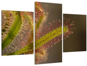 Obraz rastliny (90x60 cm)