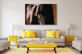 Obraz majestátny kôň - 90x60