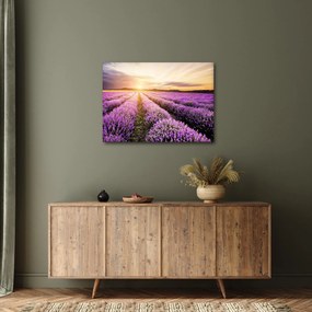 Obraz - Východ slnka v levanduľovom poli (70x50 cm)