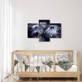 Obraz ovocia s kvapkami vody (90x60 cm)