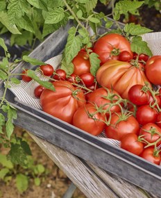 Ib Laursen Kovová tácka Urban Garden Oblong Väčšia