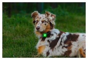 LED svetlo na obojok Green – Orbiloc