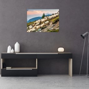 Obraz - Stádo oviec (70x50 cm)