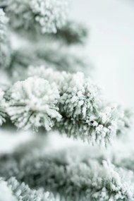 Limpol Vianočný stromček Jedľa Karolína – zasnežená Výška stromčeka: 220 cm