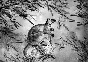 Fototapeta - Čiernobiely klokan (254x184 cm)