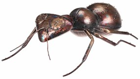 Kovová záhradná dekorácia Mravec, 33 x 23 x 10 cm