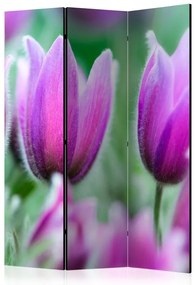 Artgeist Paraván - Purple spring tulips [Room Dividers]
